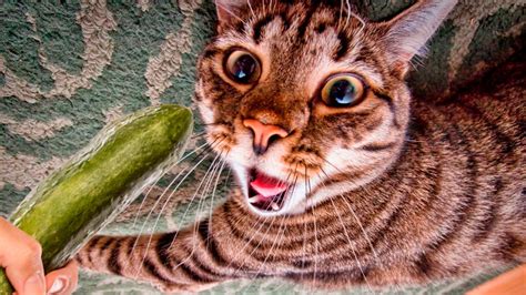 The truth about cucumbers and cats. A few years ago, viral internet videos showed unsuspecting cats freaking out when their owners placed a cucumber behind them while they ate – prompting millions to Google ‘Why are cats scared of cucumbers?’. Some commentators speculated that the cucumber resembled a snake, triggering an innate …